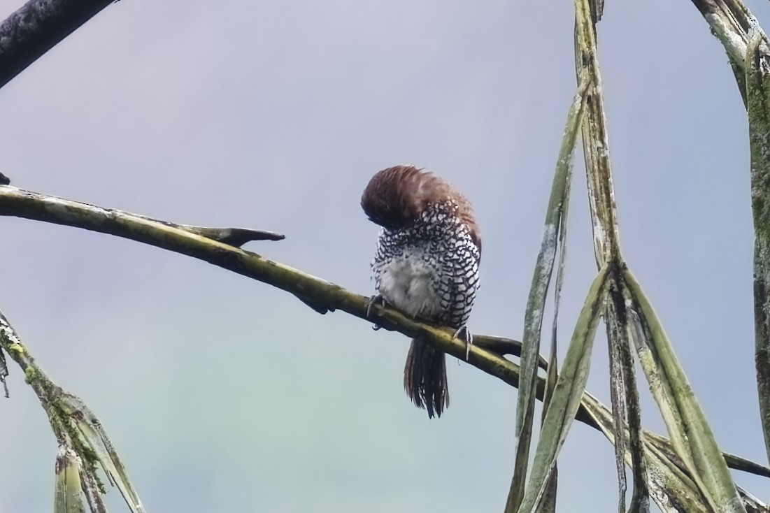 Black-throated Munia - ML628081140