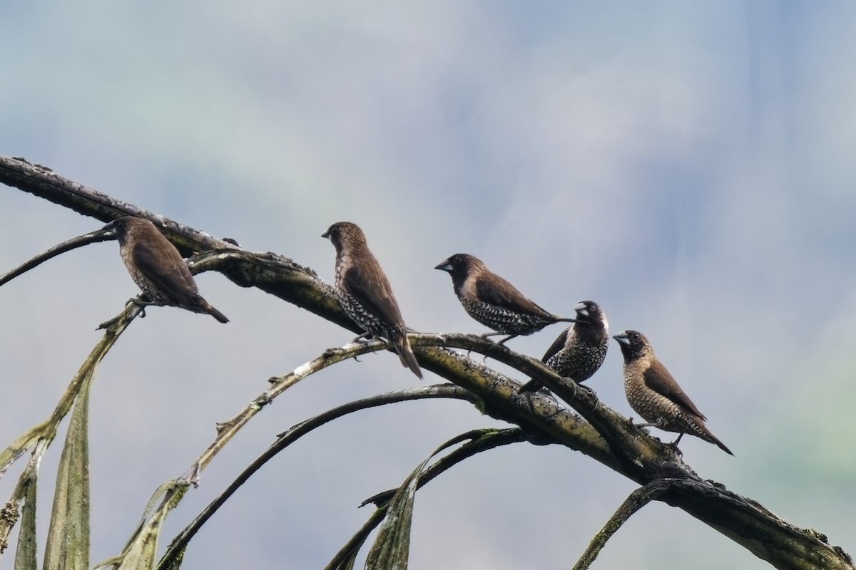 Black-throated Munia - ML628081148