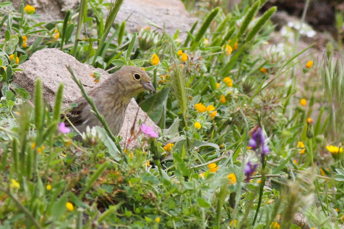 Cinereous Bunting (Gray-bellied) - ML628081150