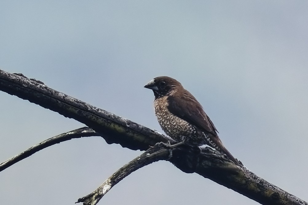 Black-throated Munia - ML628081151