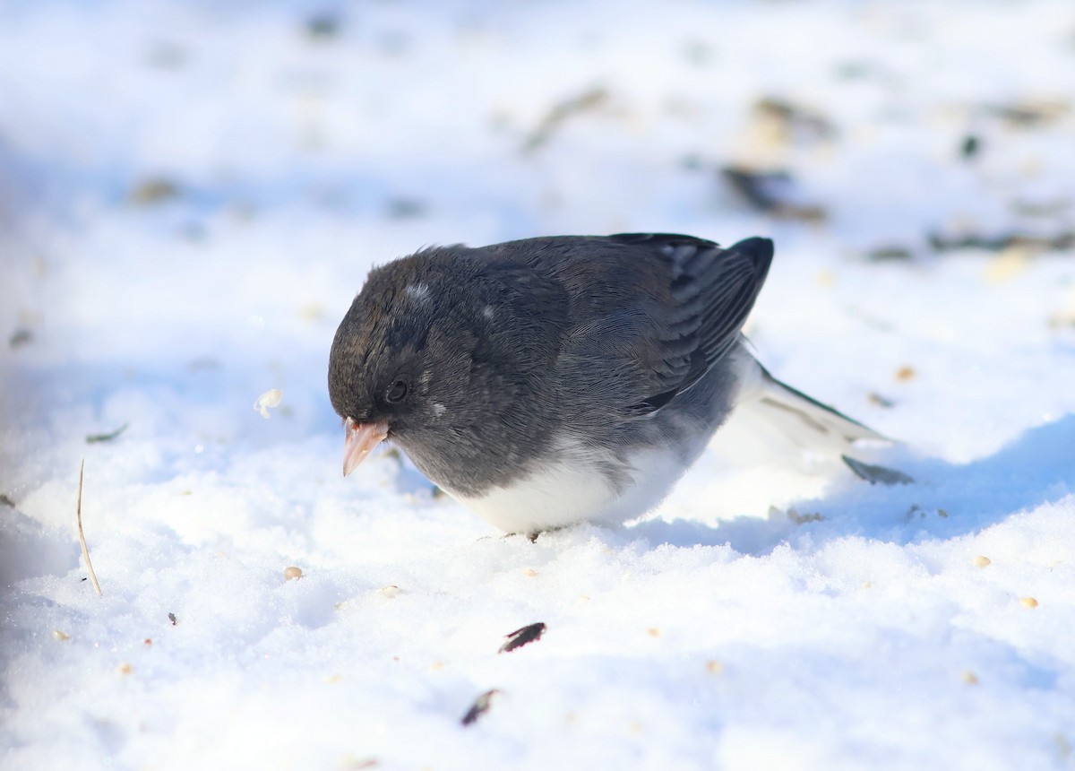 Dark-eyed Junco - ML628081179