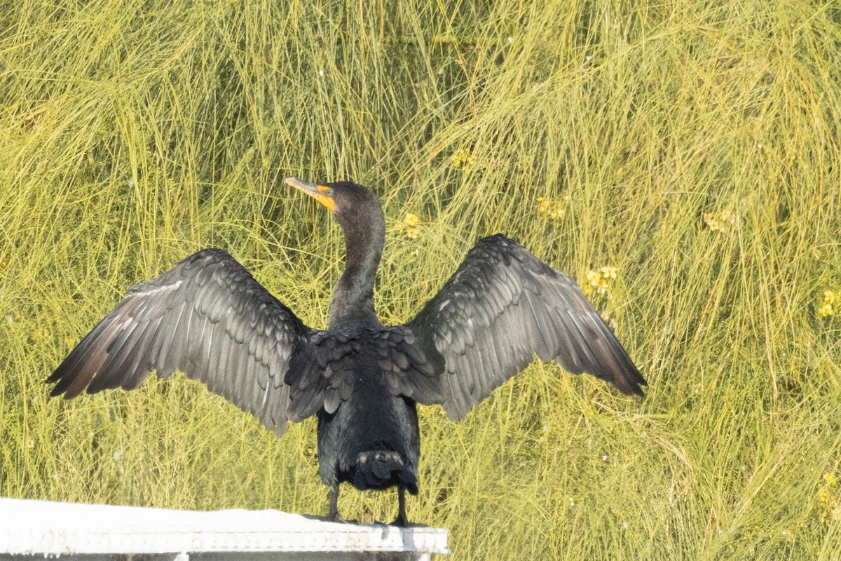 Neotropic Cormorant - ML628081182