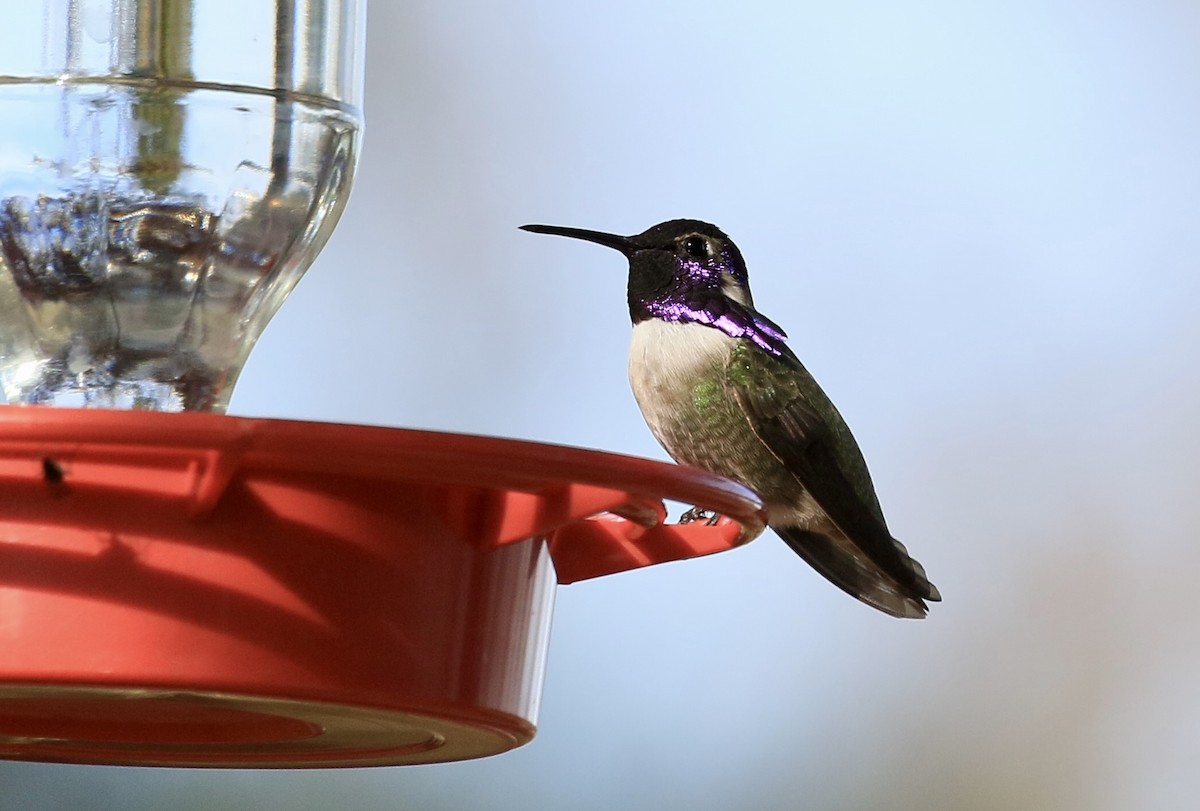 Costa's Hummingbird - ML628081191