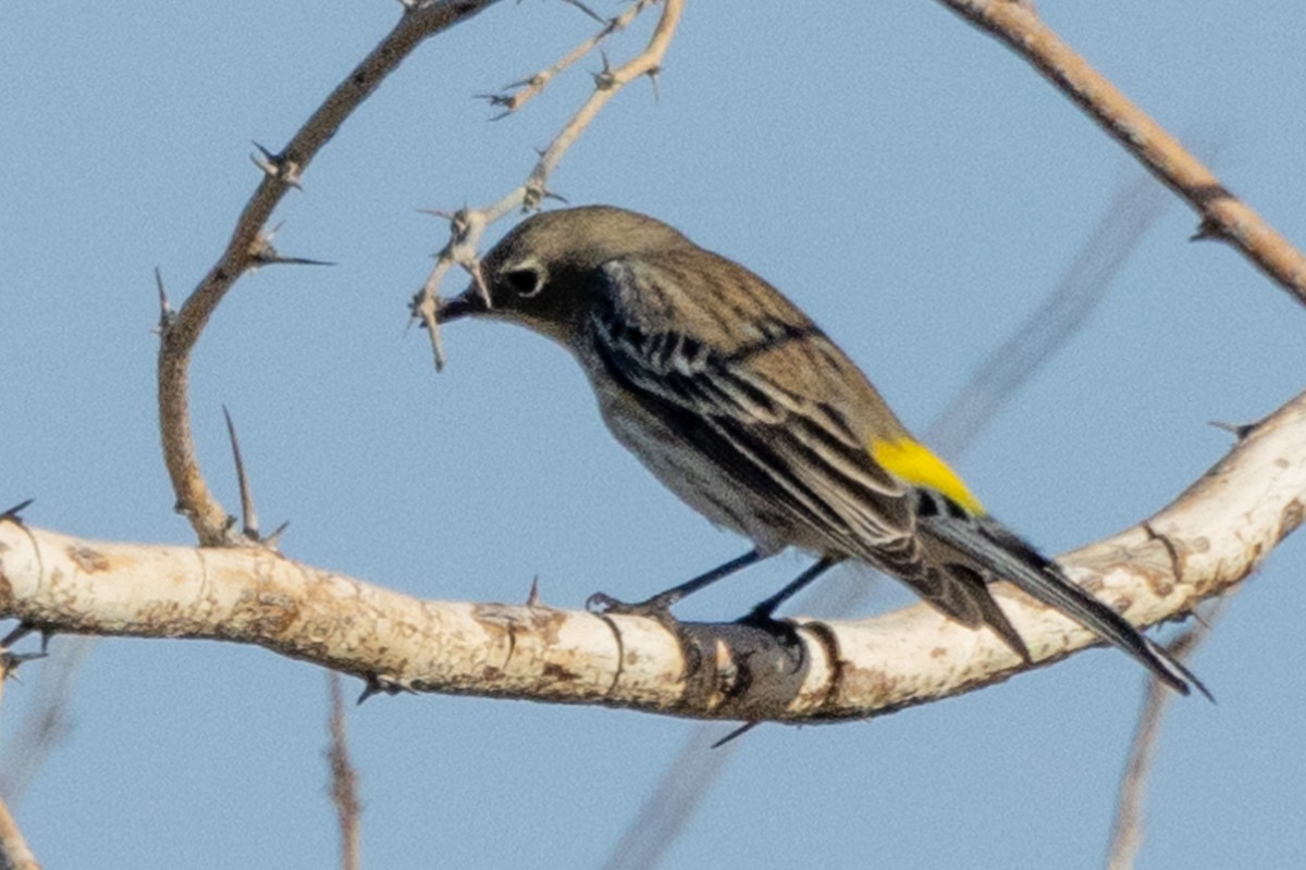 Yellow-rumped Warbler - ML628081219