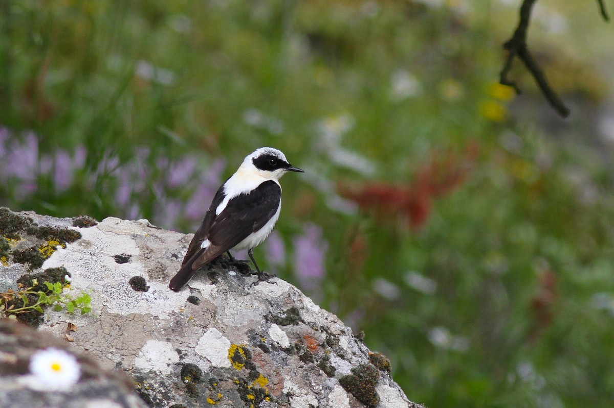 Eastern Black-eared Wheatear - ML628081239