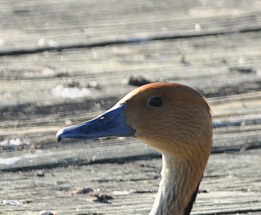 Fulvous Whistling-Duck - ML628081255