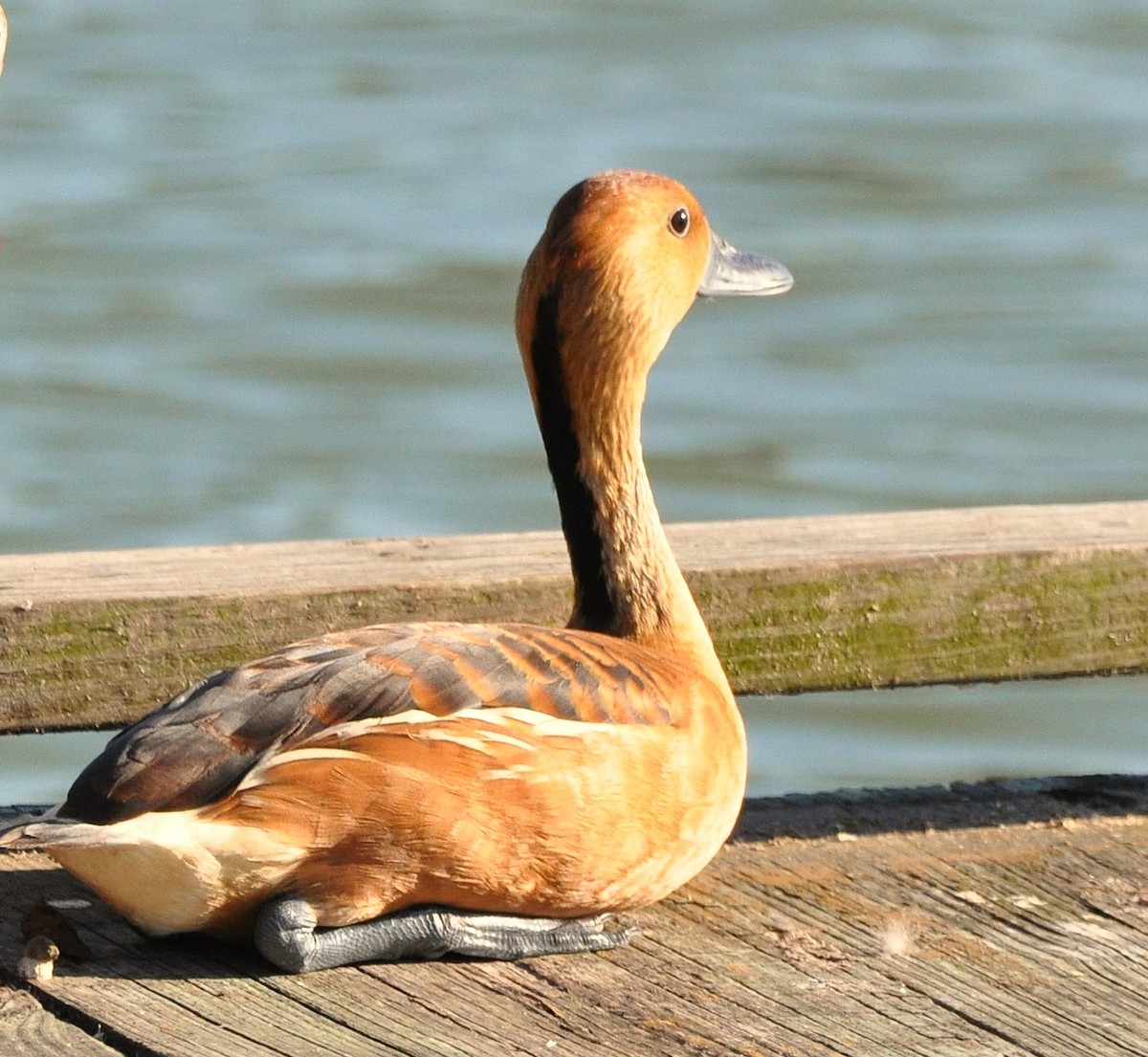 Fulvous Whistling-Duck - ML628081258