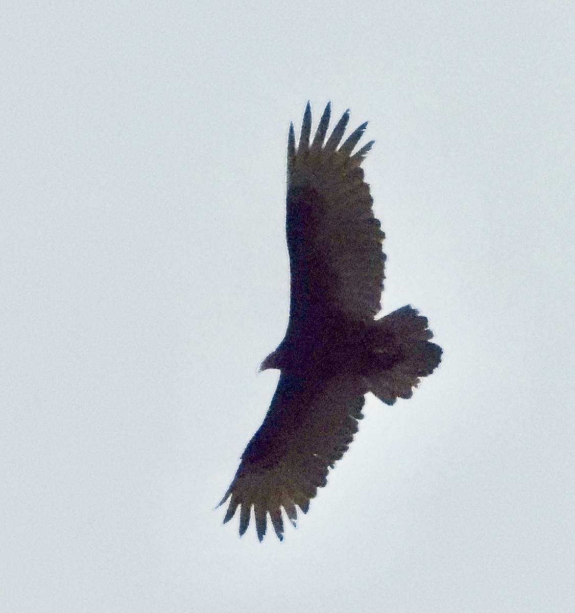 Zone-tailed Hawk - ML628081261