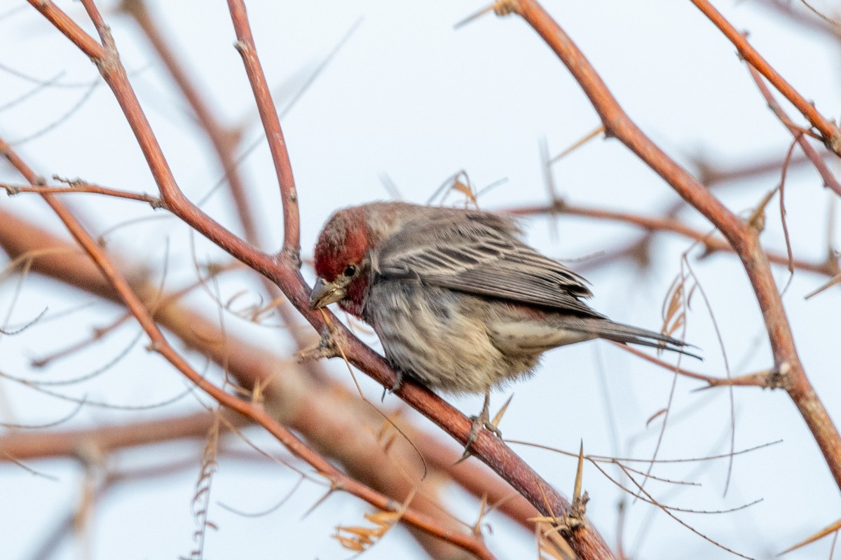 House Finch - ML628081278