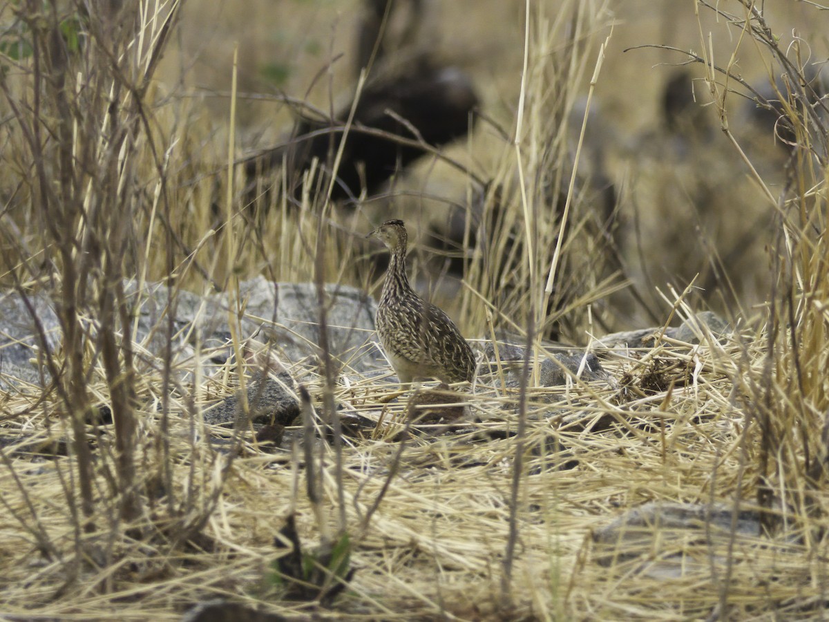 White-bellied Nothura - ML628081311