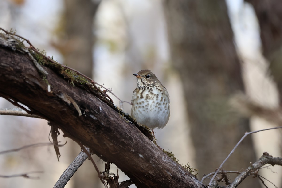Hermit Thrush - ML628081315