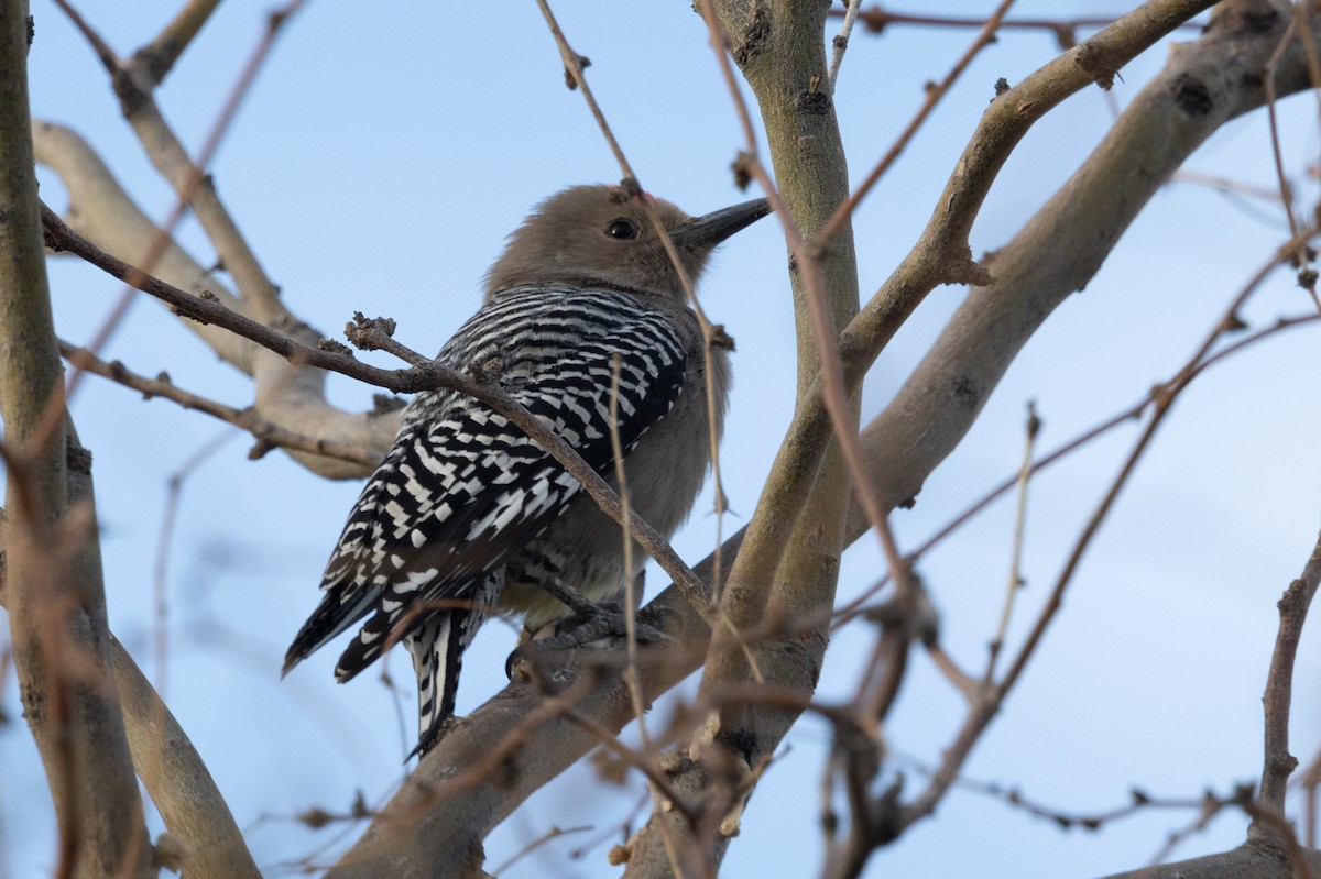 Ladder-backed Woodpecker - ML628081375