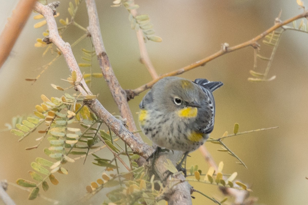 Yellow-rumped Warbler - ML628081425