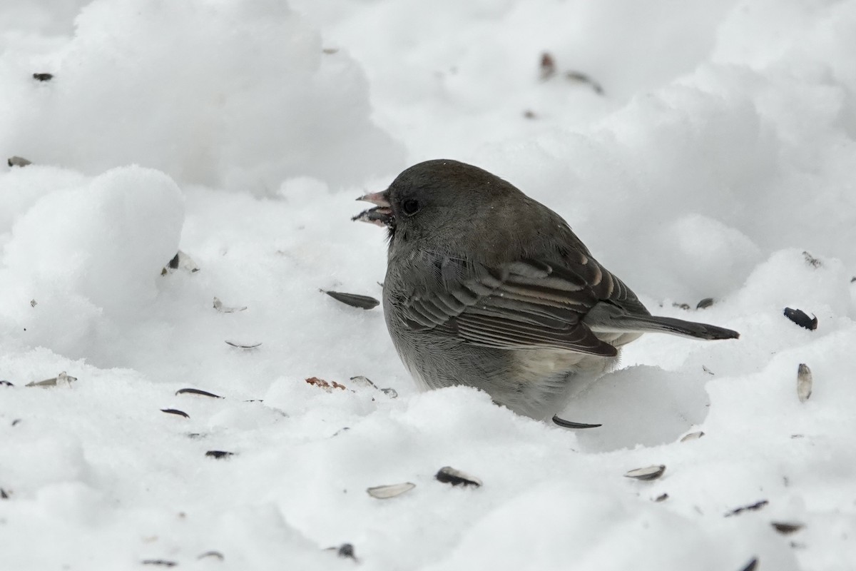 Dark-eyed Junco - ML628081428