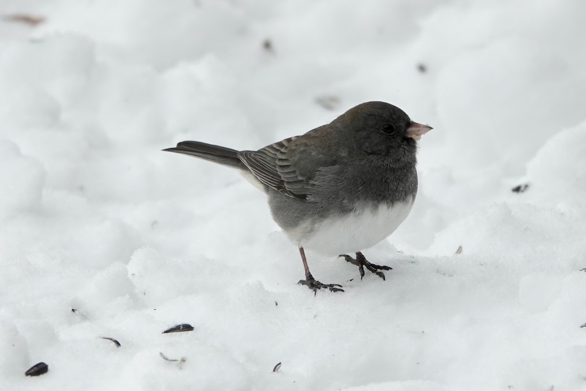 Dark-eyed Junco - ML628081430