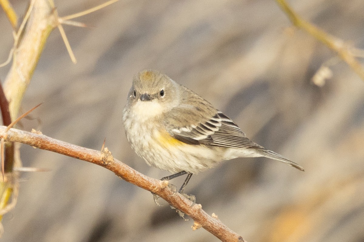 Yellow-rumped Warbler - ML628081439