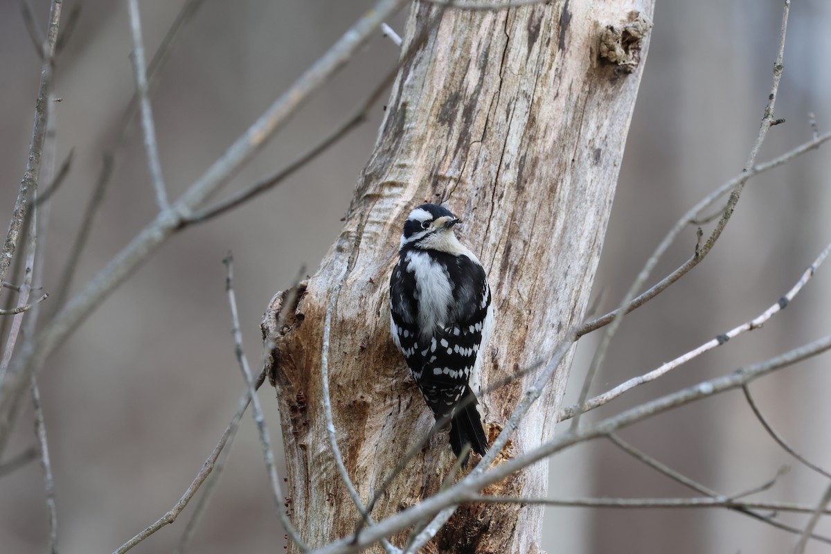 Downy Woodpecker - ML628081443