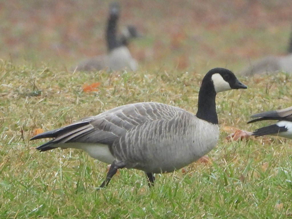 Cackling Goose - ML628081446