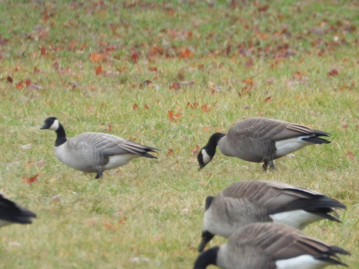 Cackling Goose - ML628081448