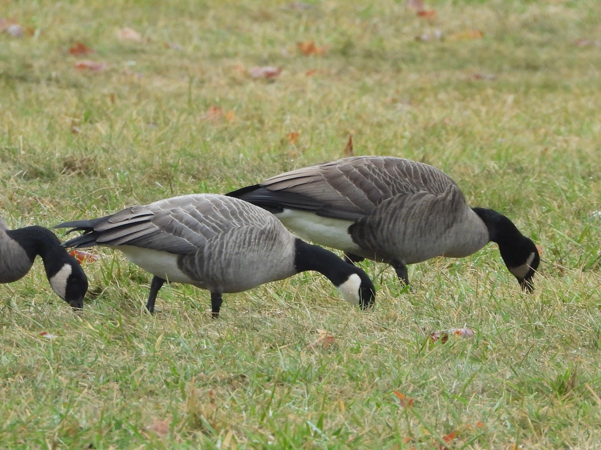 Cackling Goose - ML628081449