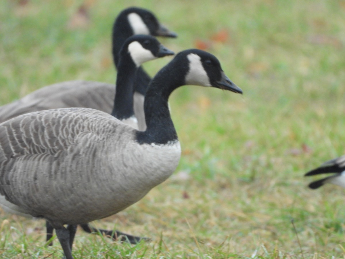 Cackling Goose - ML628081450