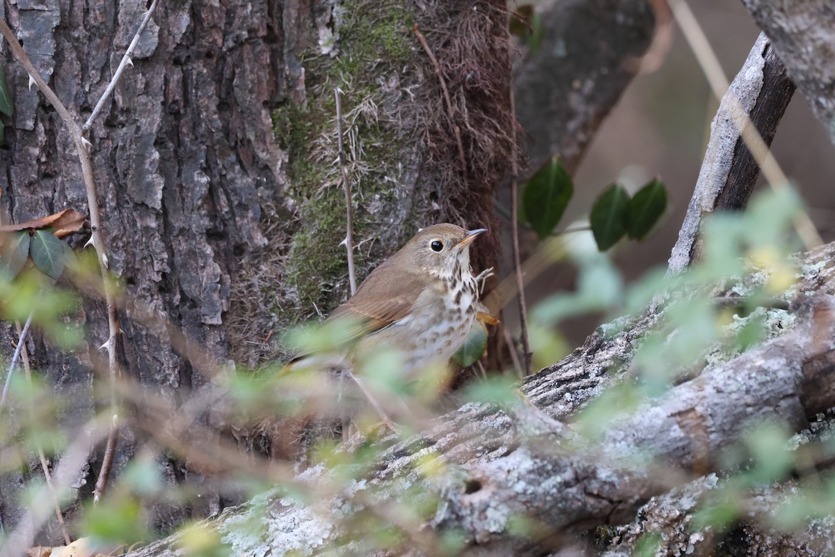 Hermit Thrush - ML628081458