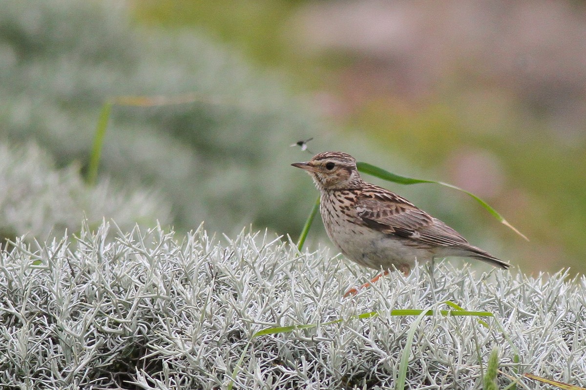 Wood Lark - ML628081462