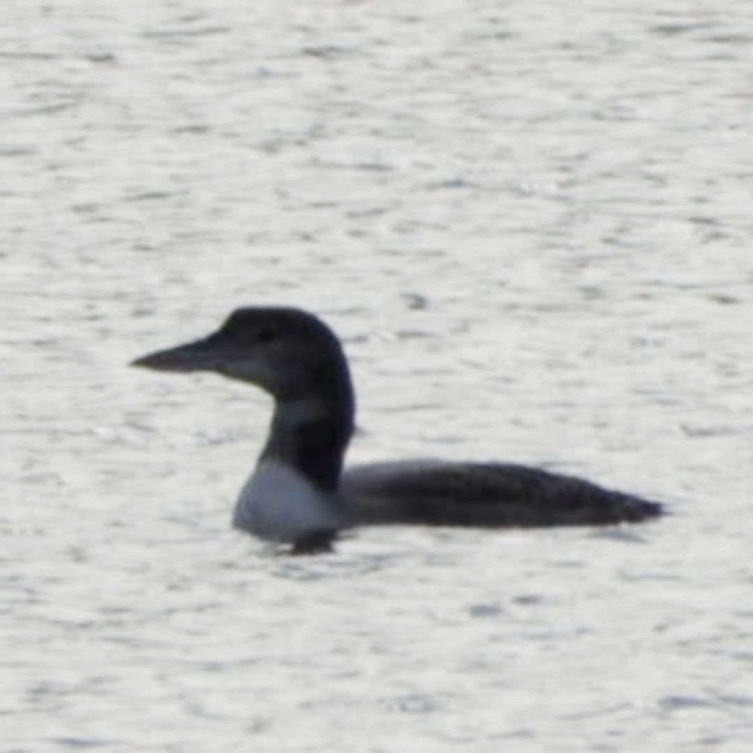 Common Loon - ML628081464
