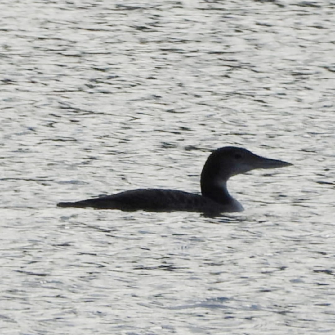 Common Loon - ML628081466