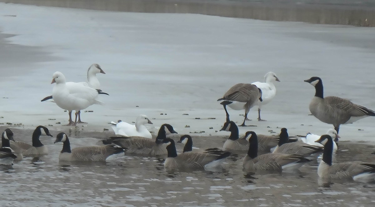 Ross's Goose - ML628081471