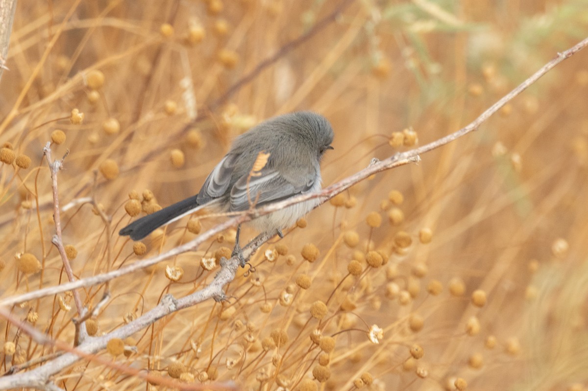 Black-tailed Gnatcatcher - ML628081478