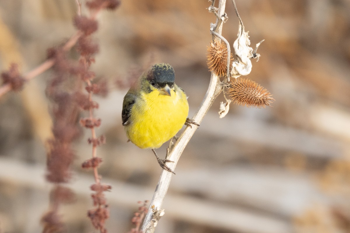 Lesser Goldfinch - ML628081489