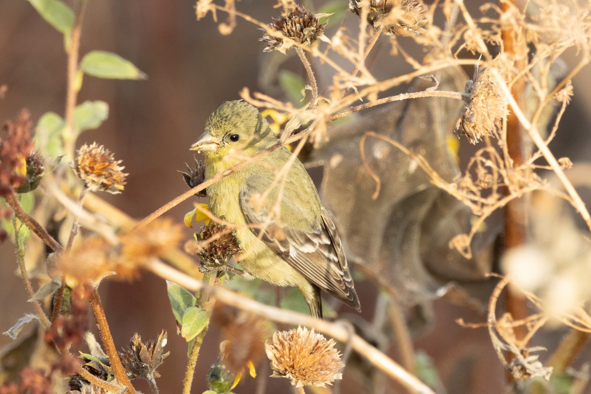 Lesser Goldfinch - ML628081490