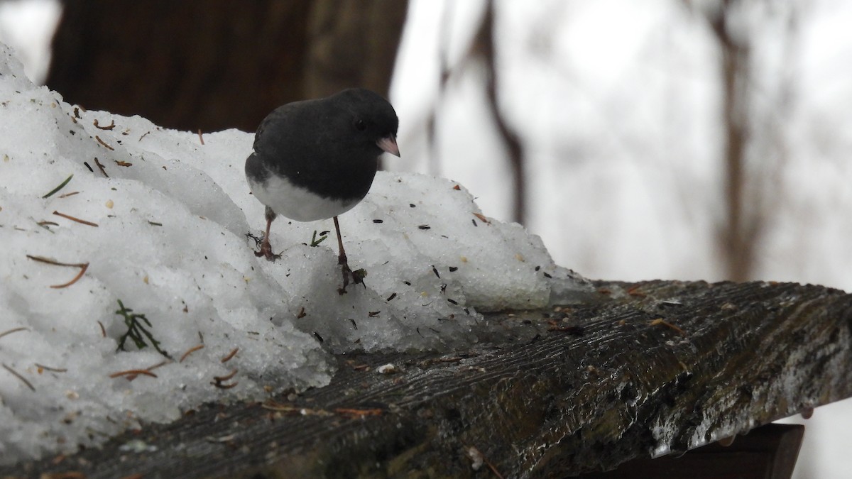 Dark-eyed Junco - ML628081491