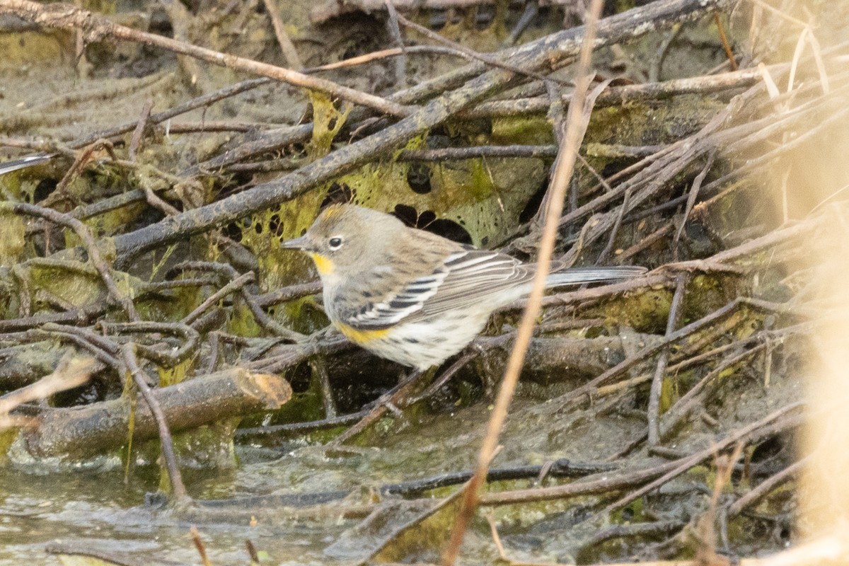 Yellow-rumped Warbler - ML628081495