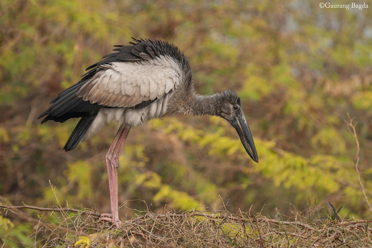 Asian Openbill - ML628081553