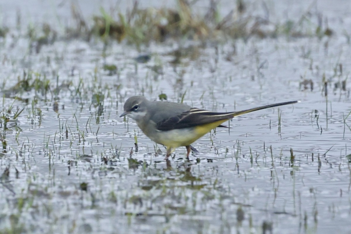 Lavandera Cascadeña - ML628081618