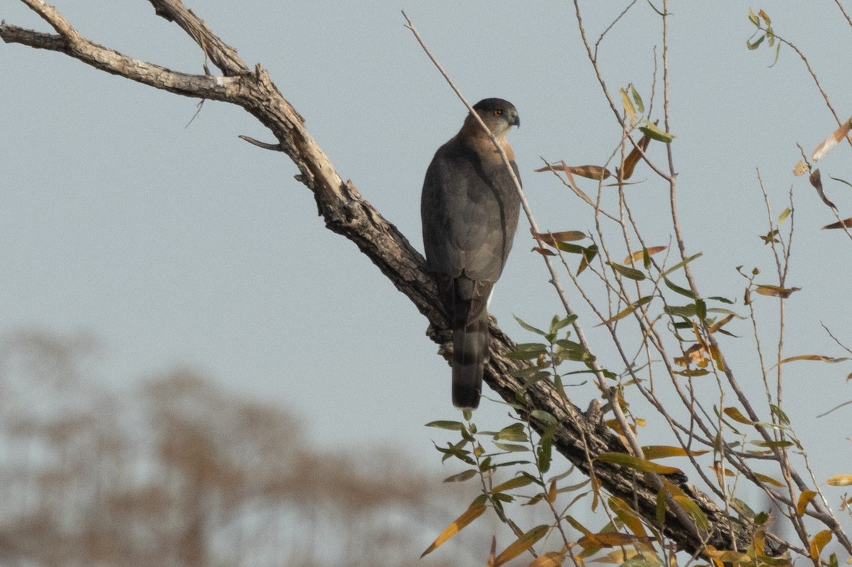 Cooper's Hawk - ML628081627