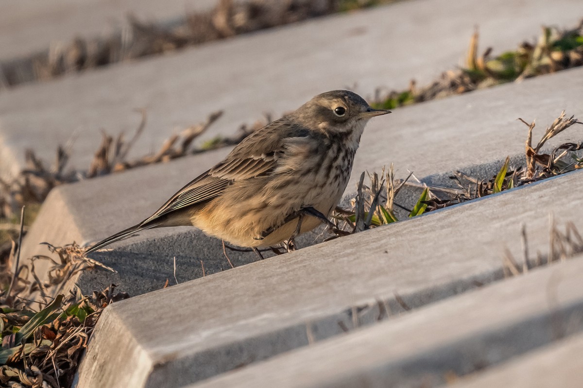 American Pipit - ML628081646