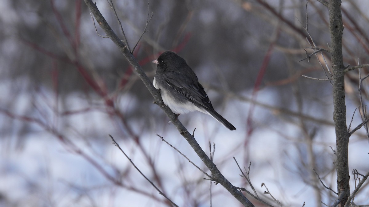 Dark-eyed Junco - ML628081766