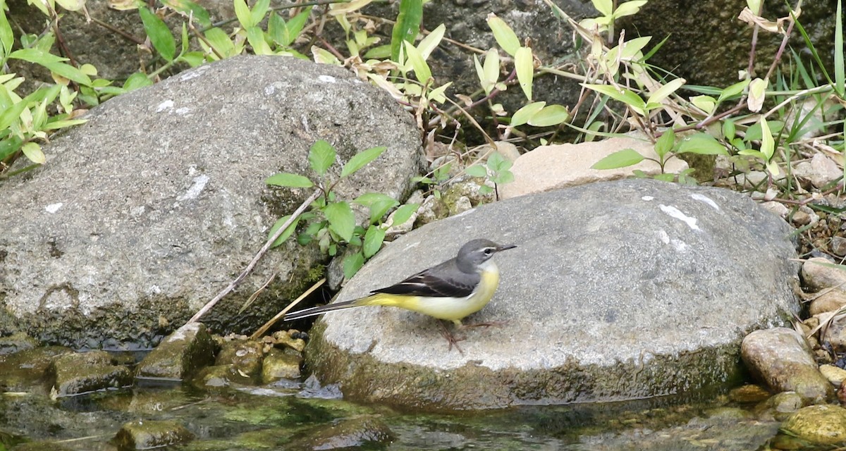 Lavandera Cascadeña - ML628081769