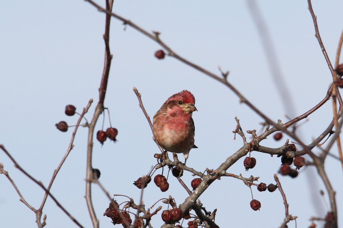 Purple Finch - ML628081782