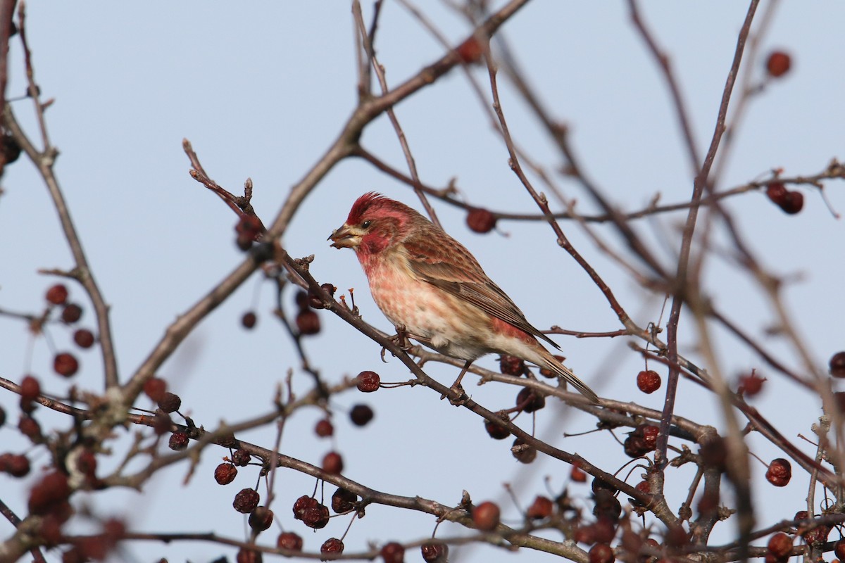 Purple Finch - ML628081783