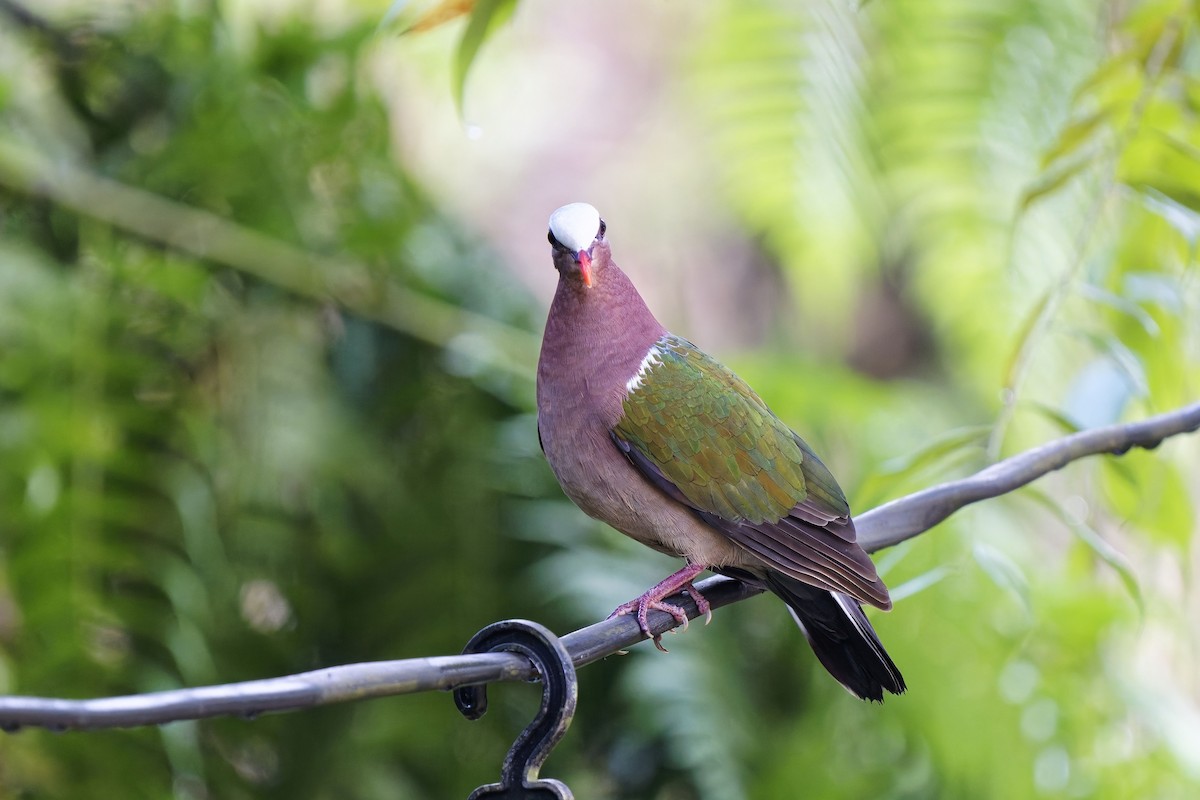 翠翼鳩 - ML628081823