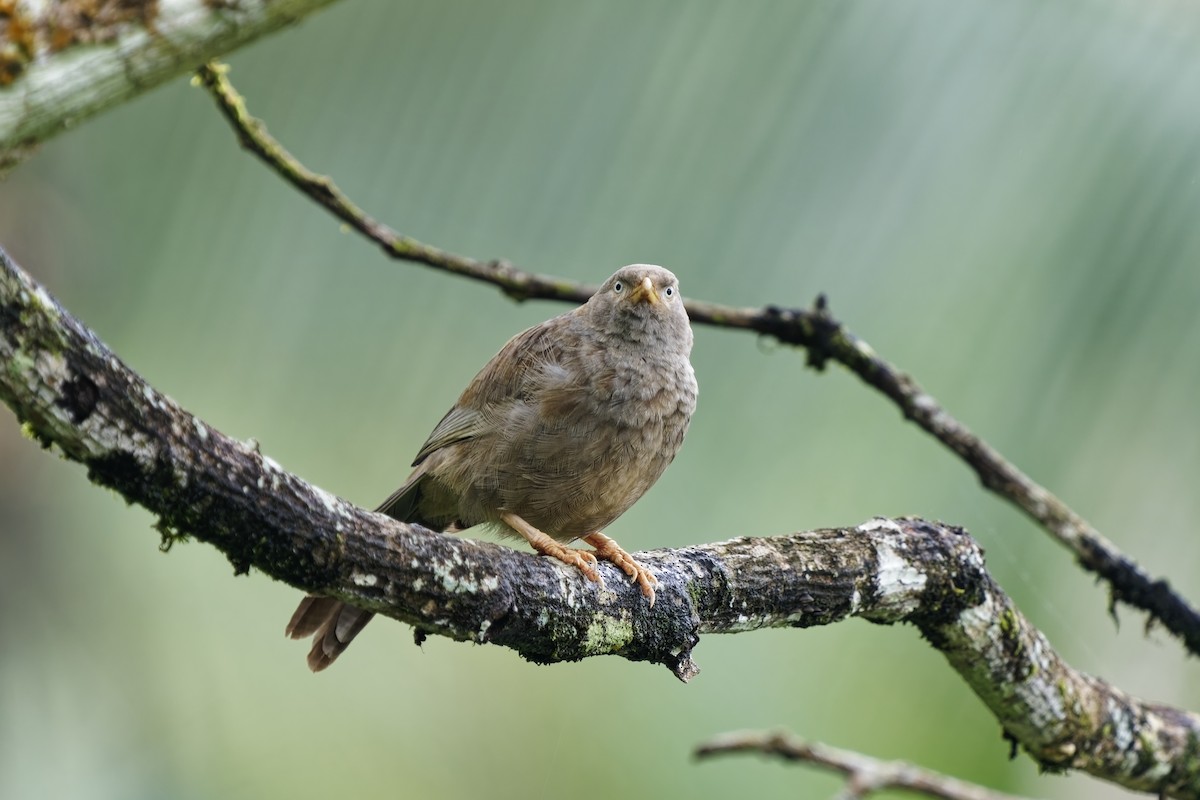 Yellow-billed Babbler - ML628081836