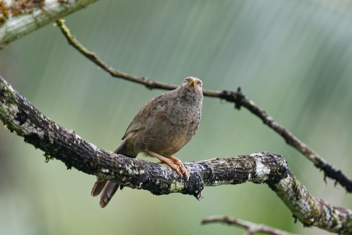 Yellow-billed Babbler - ML628081837