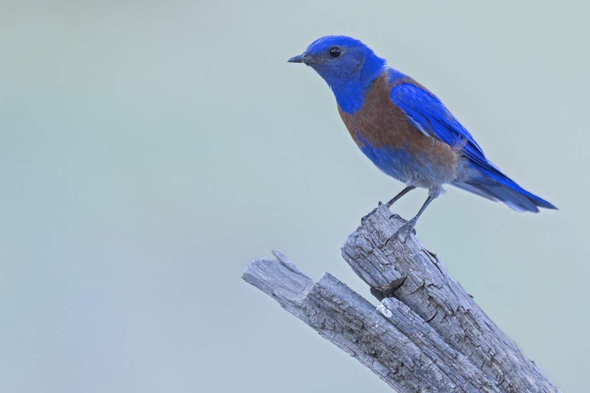 Western Bluebird - ML628082062