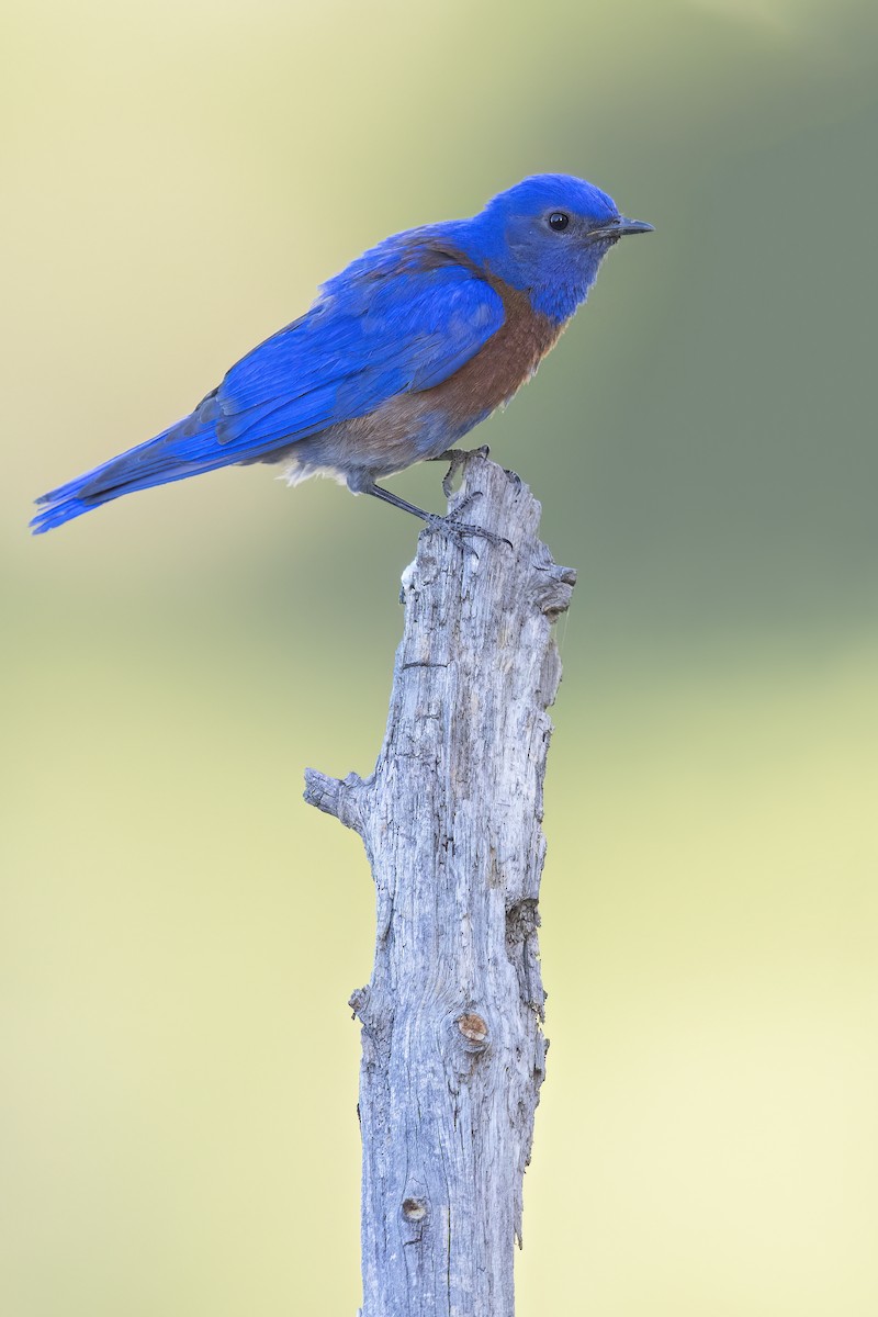 Western Bluebird - ML628082093