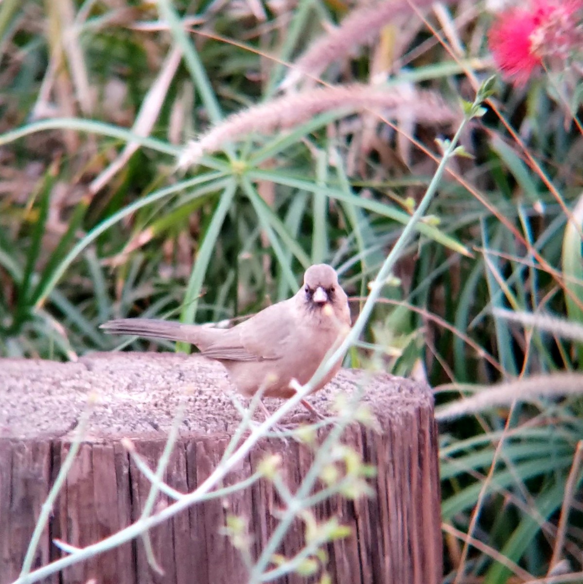 Abert's Towhee - ML628082170