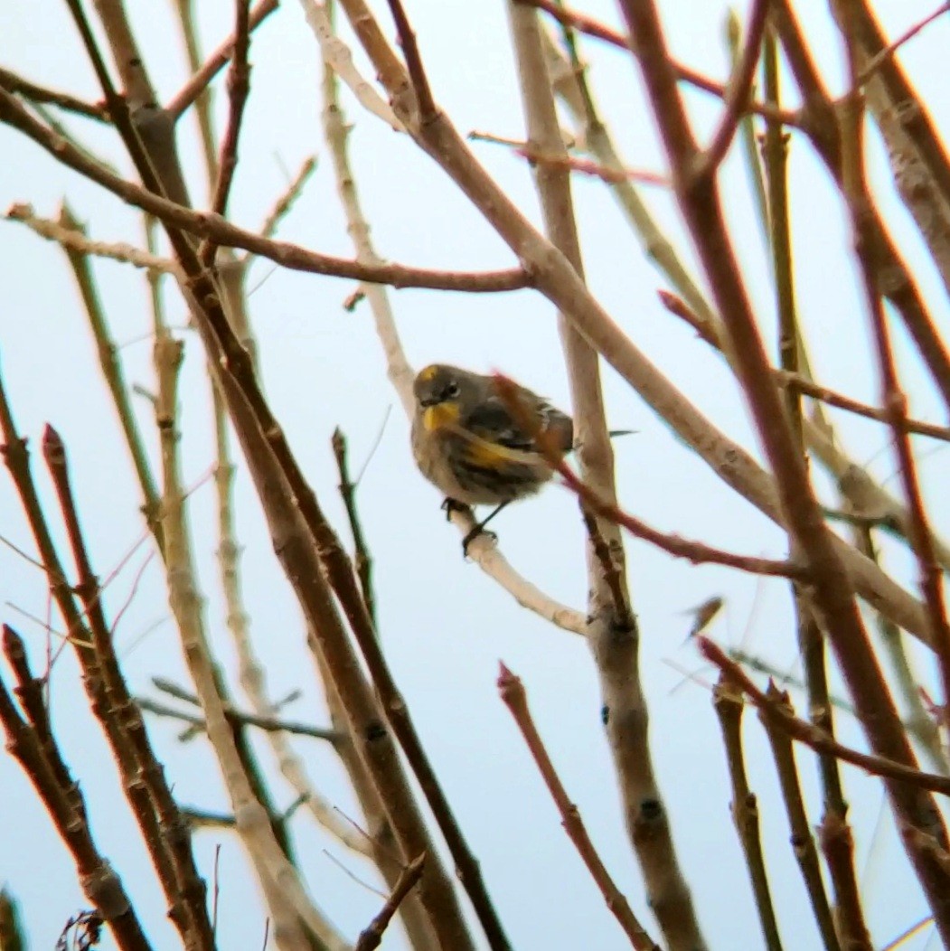 Yellow-rumped Warbler - ML628082174